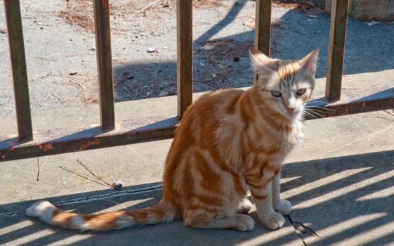 Orange tabby cat in Florence Italy