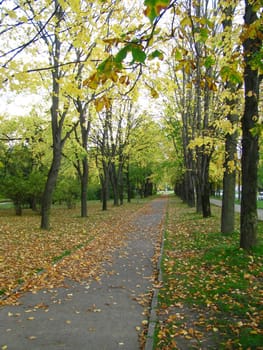 Autumn; park; square; a roadway; a tile; day, leaves; trees; Russia