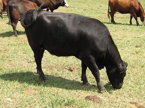 A photograph of cattle grazing in a field.