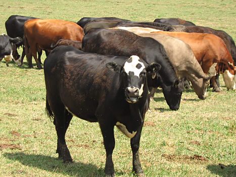 A photograph of cattle grazing in a field.