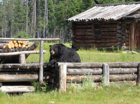 Black bear posing in Saint Felicien's zoo, Quebec