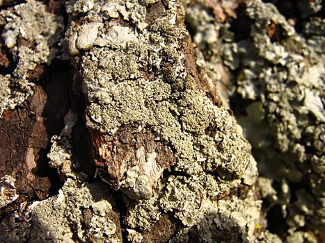 A photograph of lichen and tree bark detailing their textures.