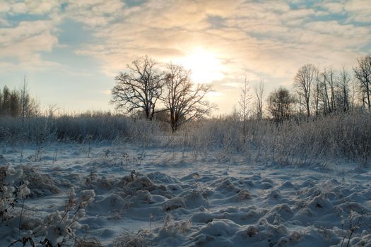 trees and snow on cold winter day