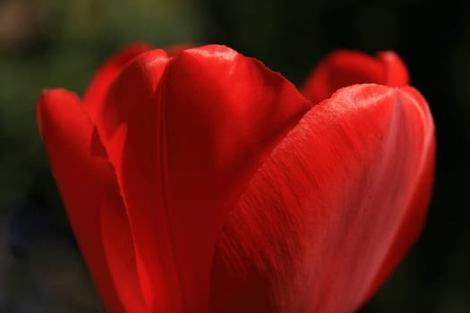 Bright red tulip big closeup