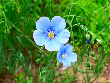 Blue flax on green background closeup