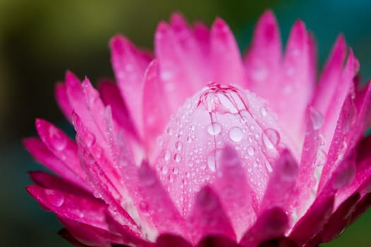 Pink after the rain flower macro