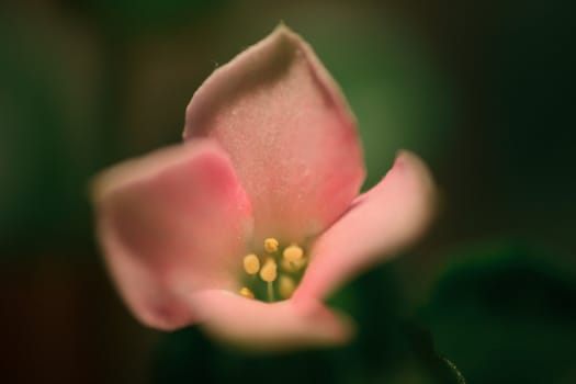 Pink kalanchoe flower macro