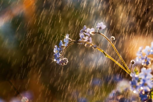 Forget-me-not flower in the rain macro