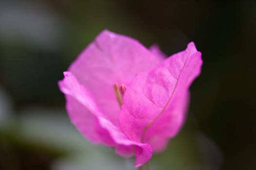 Pink flower macro