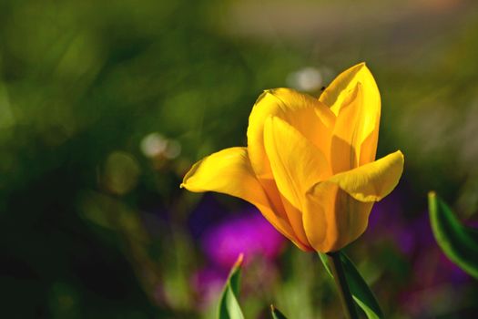 Yellow tulip macro