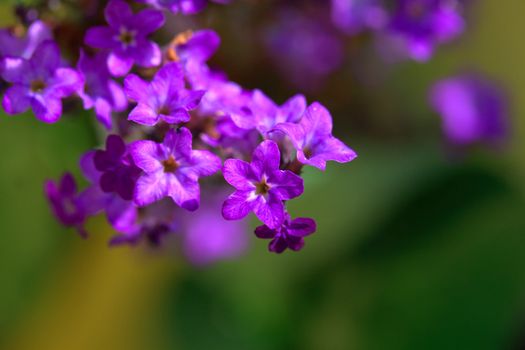 Common lilac closeup