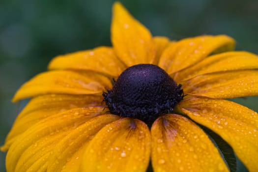 Yellow flower with dark middle macro