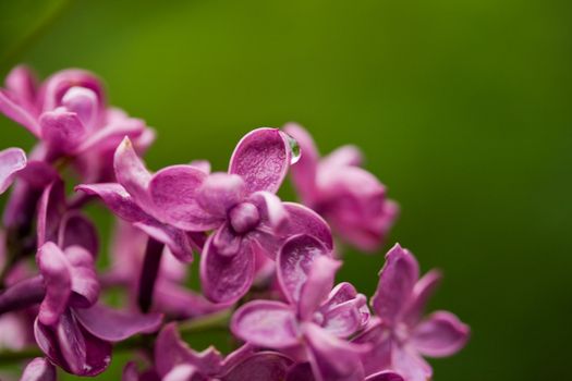 Common lilac closeup