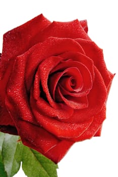 Clouse up of beautiful red rose with green leaf