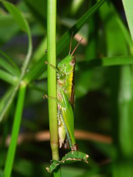 A Grenn Grasshopper in Kuranda, Queensland - Australia