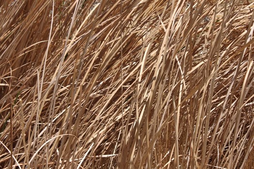 A background of dead grass and weeds in the scorching Nevada desert.