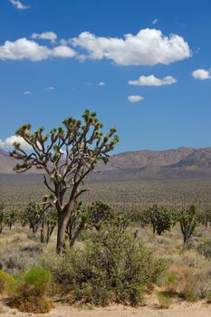 The arid expanse of the Mojave National Preserve in California.