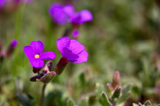 Pink flowers in the grass