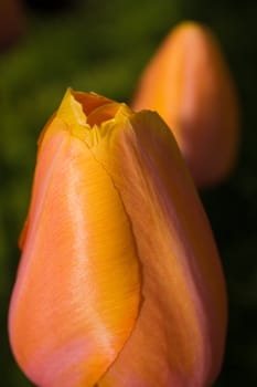 Pair of orange tulips macro