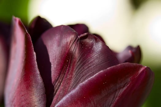 Rare black tulip macro