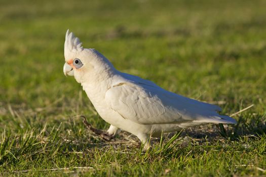 A Little Corella (Cacatua sanguinea) at Lake Monger, Perth, Western Australia.