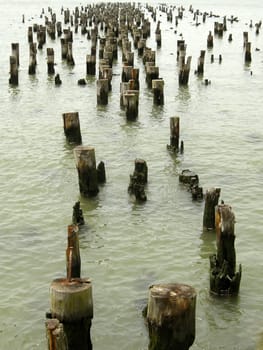 old wooden pylons in calm water, vertical photo