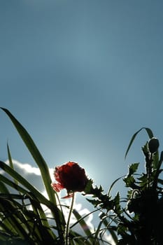 poppy flower silhouette, dark plant silhouettes, almost cloudless sky, can be used as background