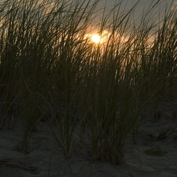 sun raising behind straws of grass