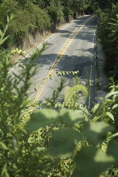photo of an empty road surrounded with foliage, 