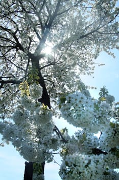 spring tree blooming, cyan color, photo taken against sun