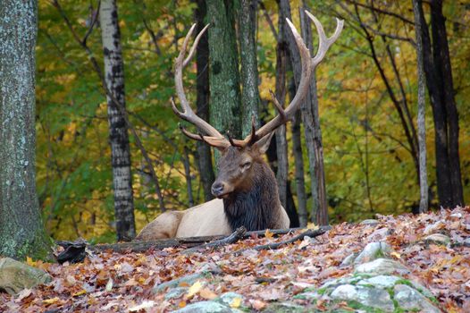 Wild elk on a beautifull day in autumn