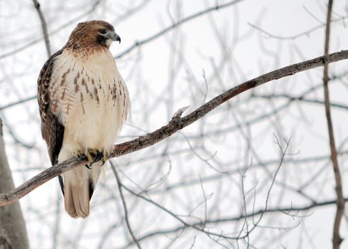 A Red-tailed hawk perched in a tree.