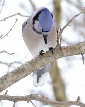 A blue jay perched on a tree branch eating a peanut.