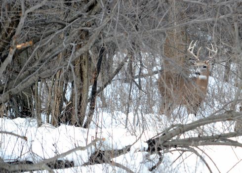 A whitetail deer buck standing hidden in a thicket in the winter snow.