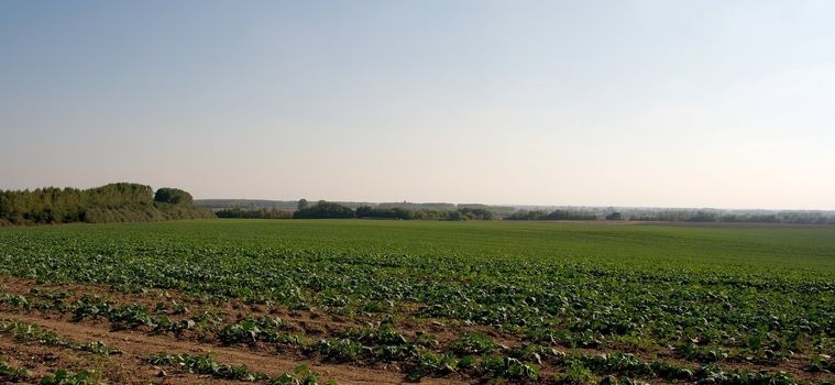 Agricultural field with rows of growing plants