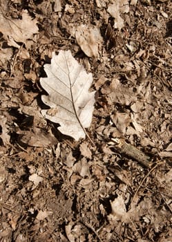 Dry, fallen leaf parts on the forest ground
