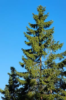 Tall pine tree against blue sky