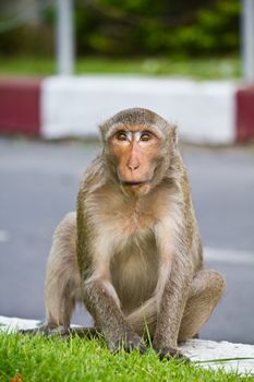 Monkey in Lopburi province Thailand can live freely