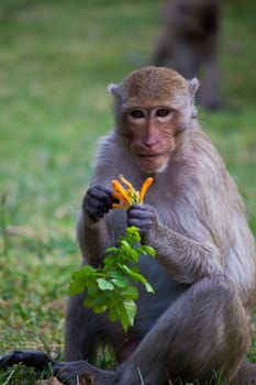 monkey eat flower in Lopburi province Thailand can live freely