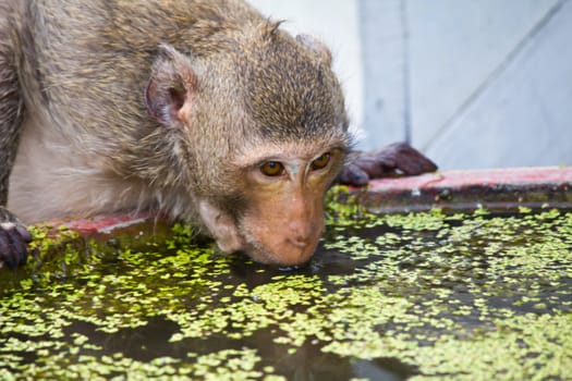 monkey drinking water in sink at lopburi thailand