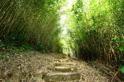 Bamboo lane in forest at day