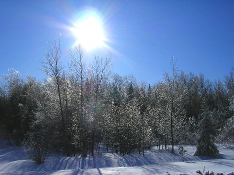 Enchanted lightning of the sun in the branches