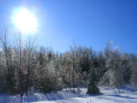 Enchanted lightning of the sun in the branches