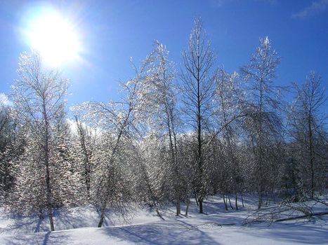 Enchanted lightning of the sun in the branches