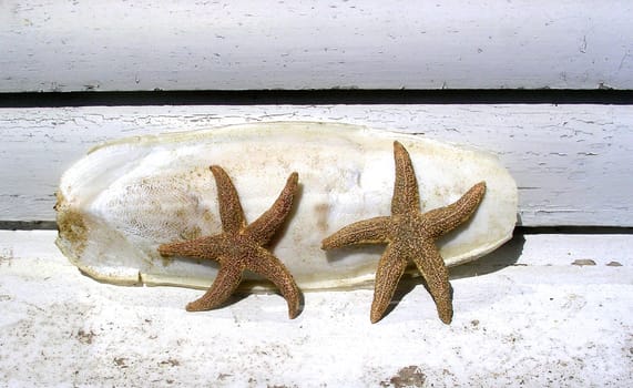 Two friends going to surf !