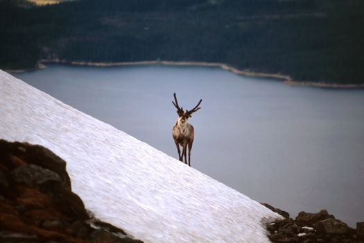 A reindeer standing on mountain by the lake