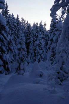 Big and snowy trees in the mountain of Sweden