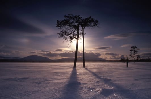 A couple of tall trees in the frozen land in winter