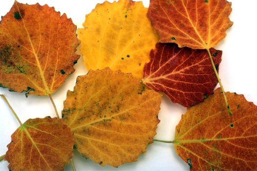 Red and yellow leaves isolated on white background
