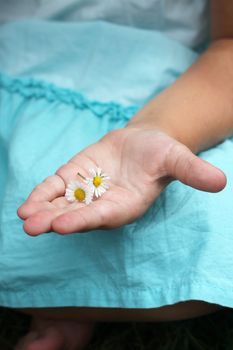 Close up of a childs hand with some small daisies